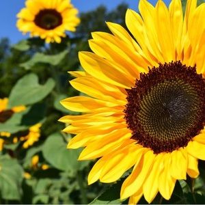 Meet your Posher, Sabrina